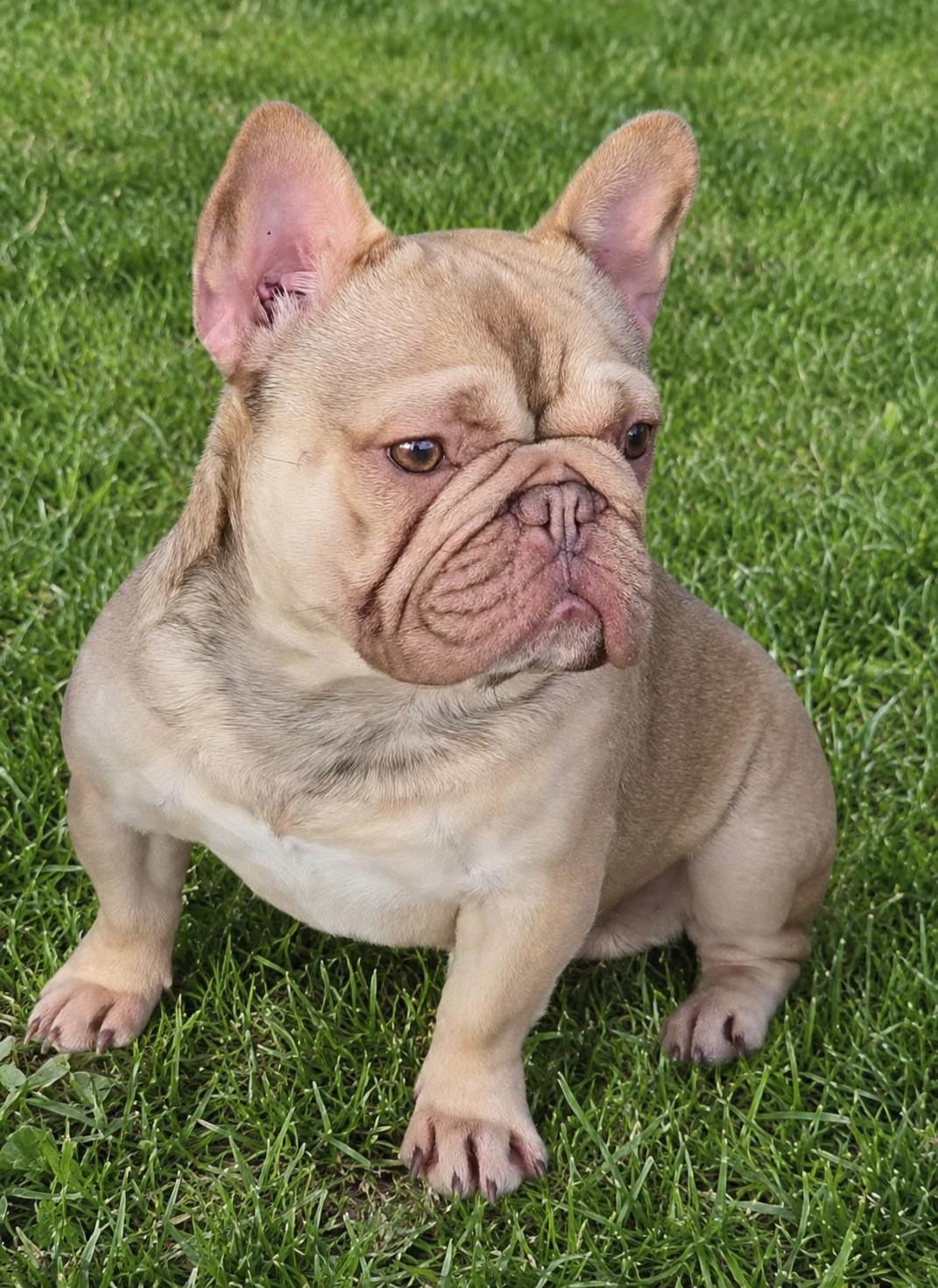 Angus, a French Bulldog stud