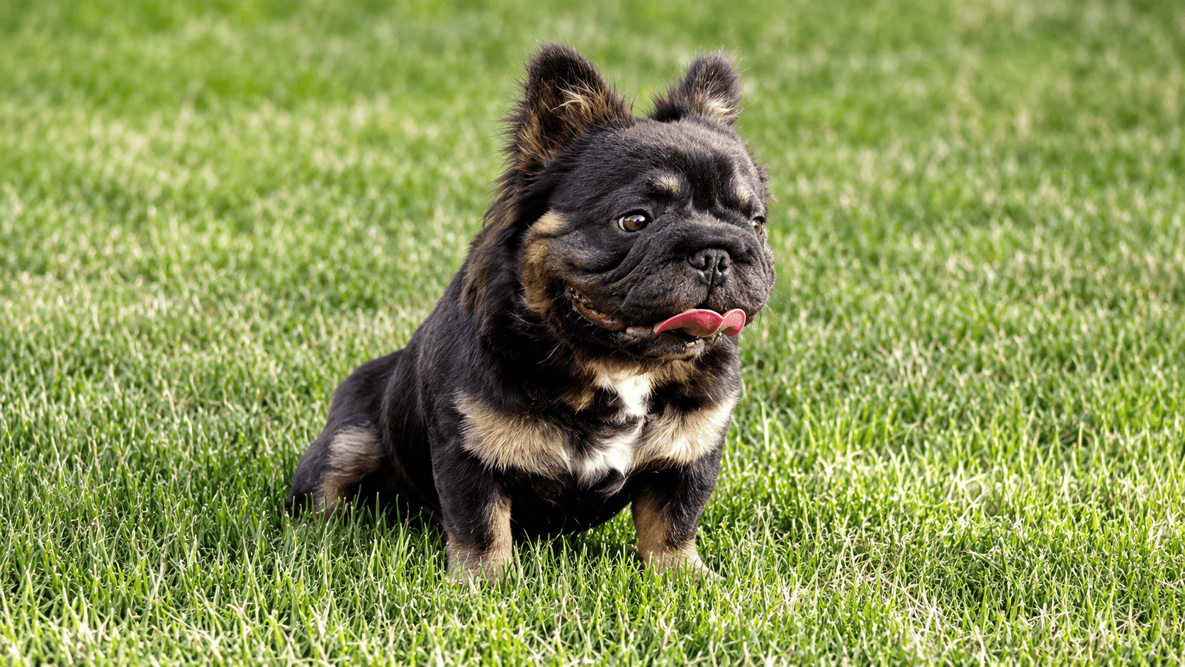 Titus, a French Bulldog stud