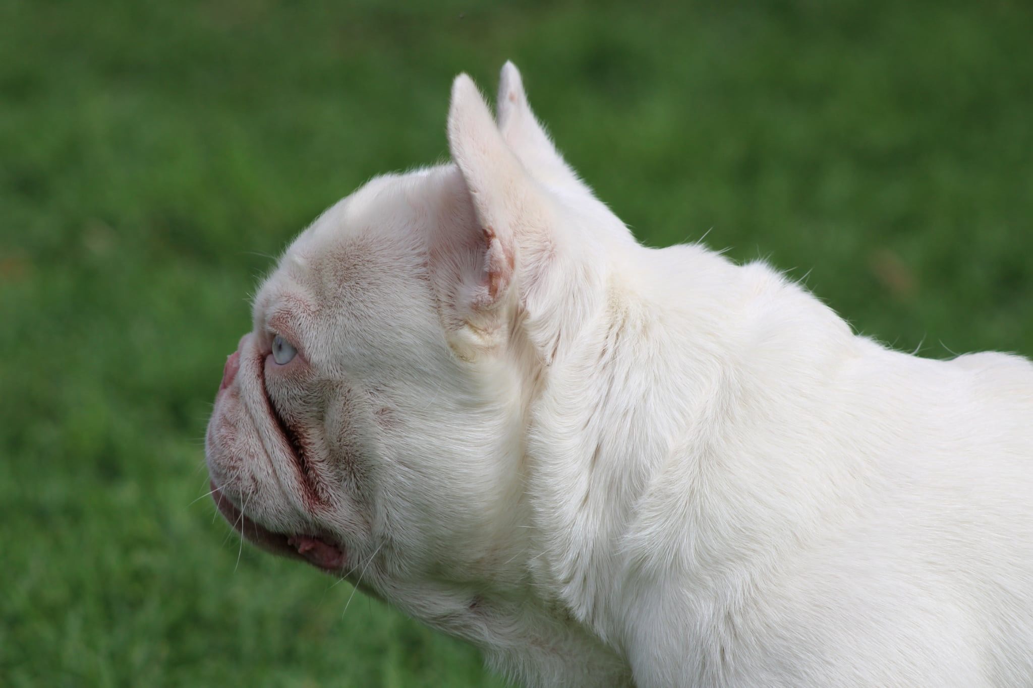 Bang Bang, a French Bulldog stud