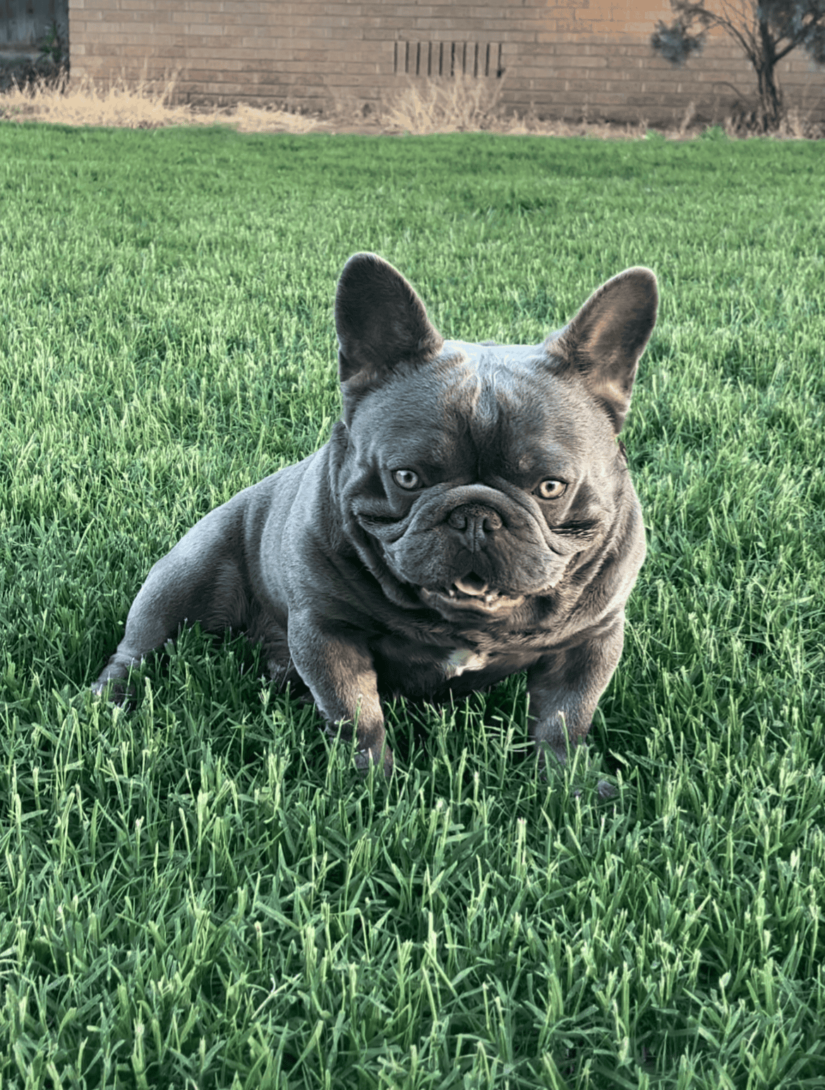 Fatt Fatt, a French Bulldog stud