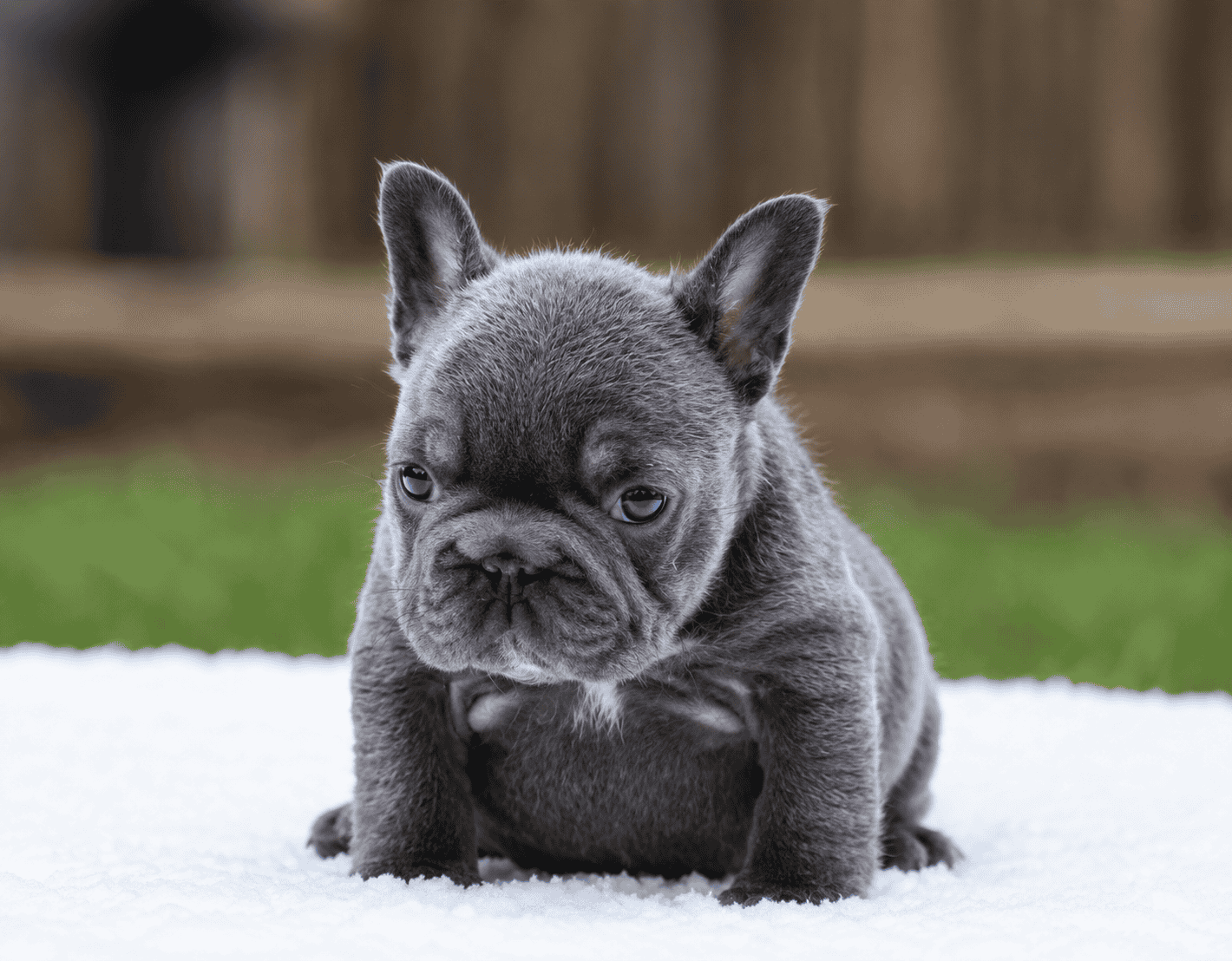 Blue, a French Bulldog puppy