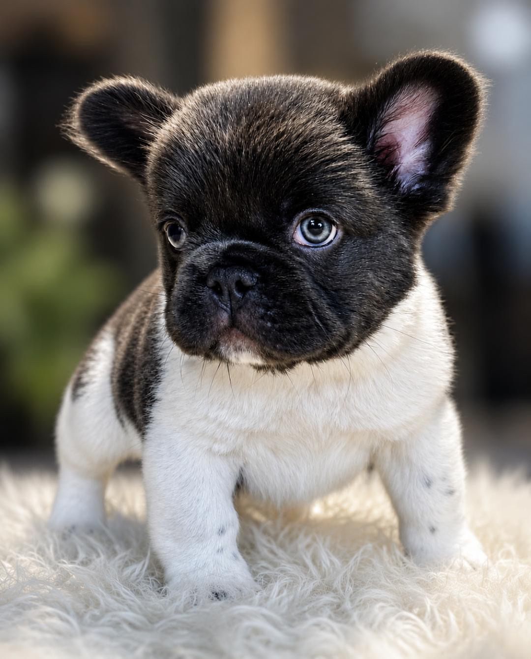 Gordo, a French Bulldog puppy