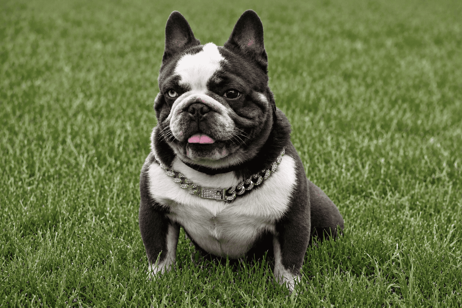 Money Shot, a French Bulldog stud