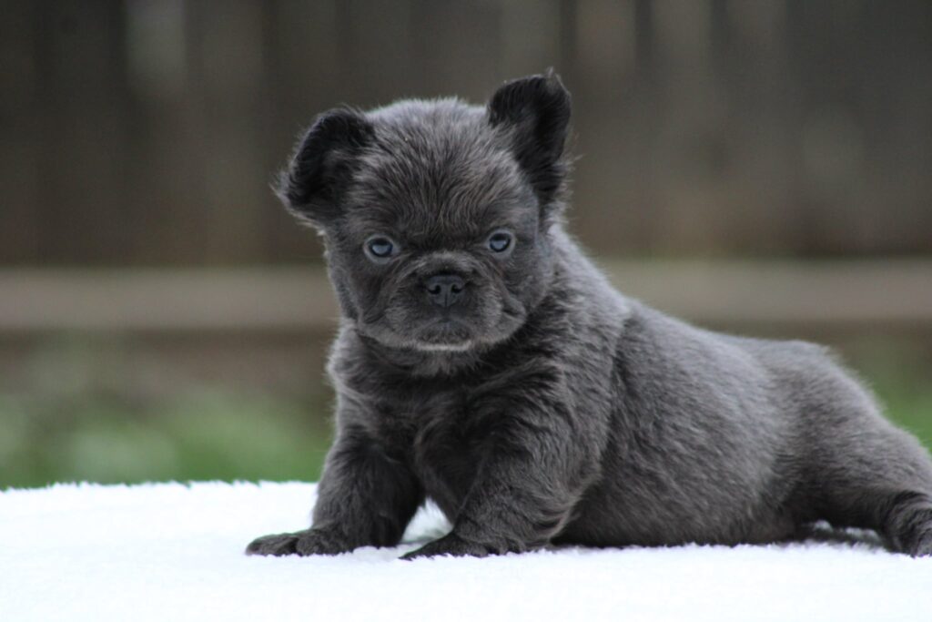 Blue Fluffy puppy