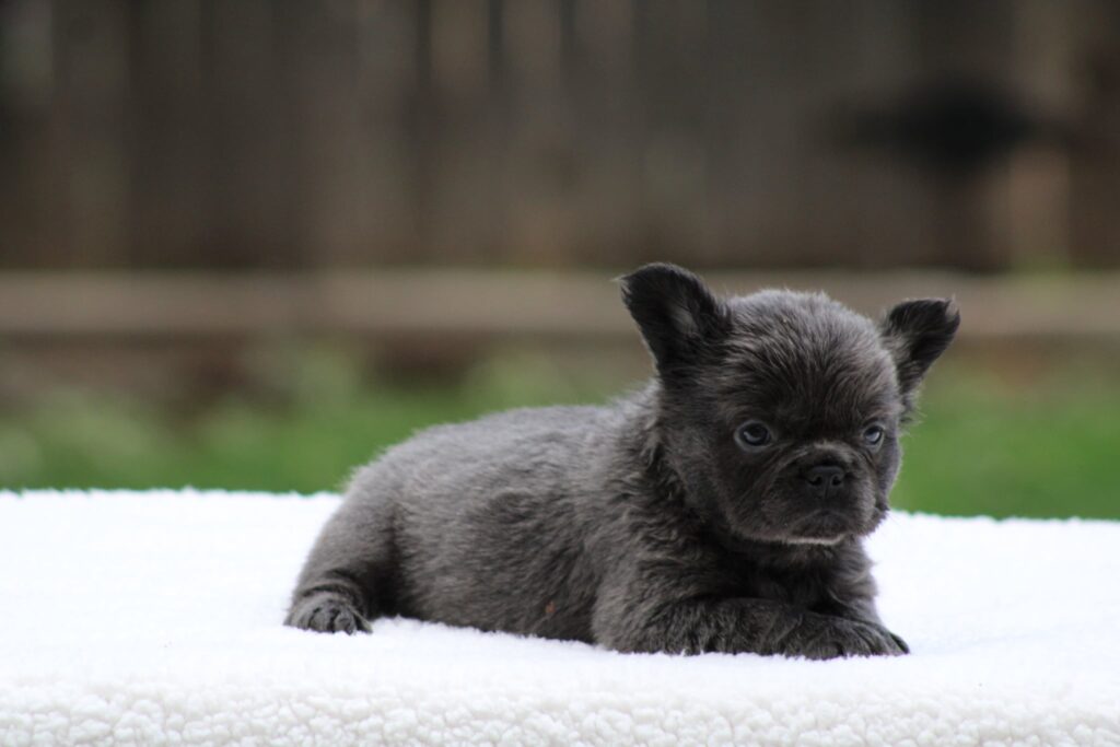Blue Fluffy