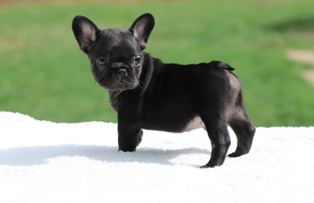 Black puppy