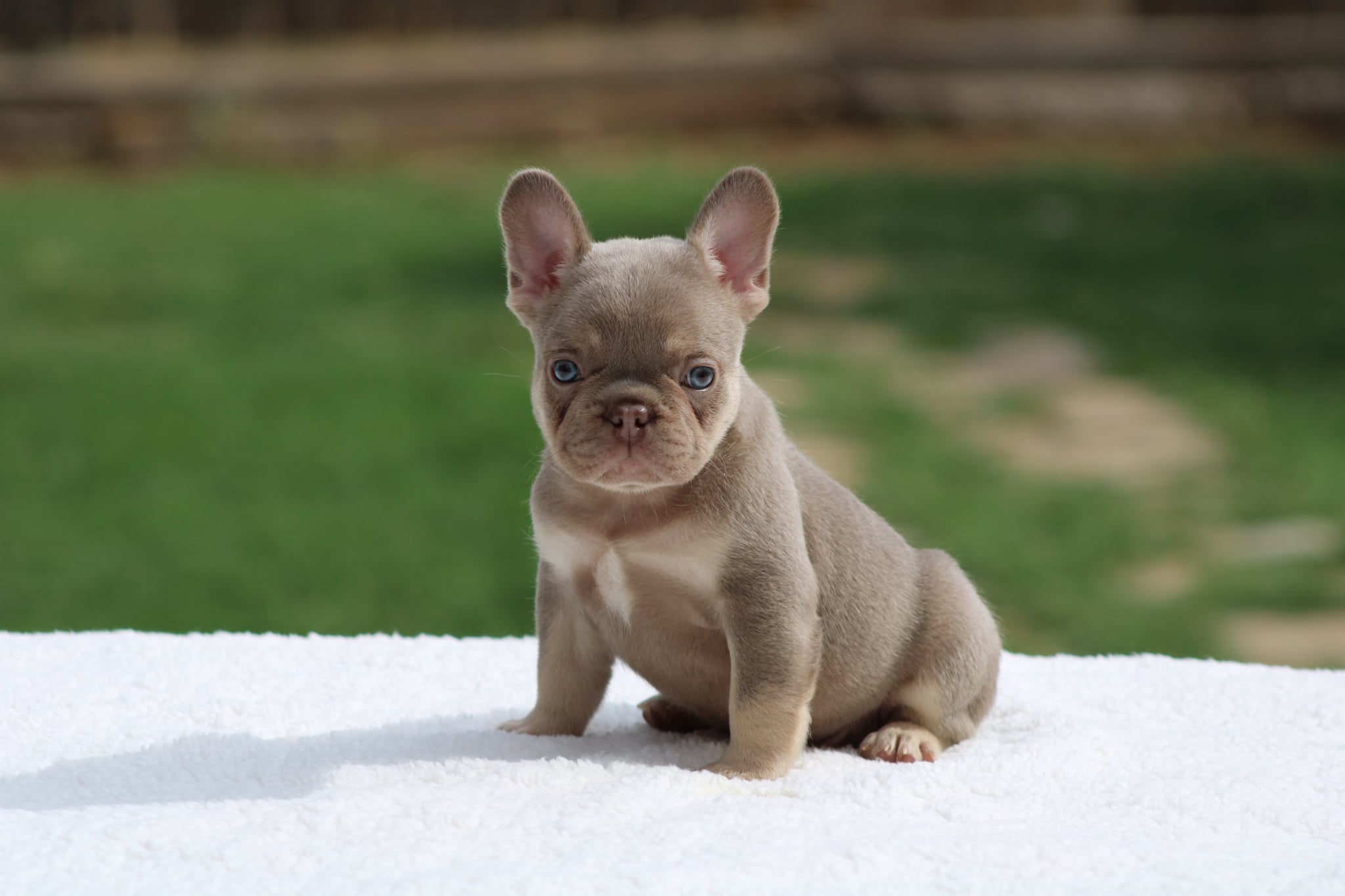 Isabella Male, a French Bulldog puppy