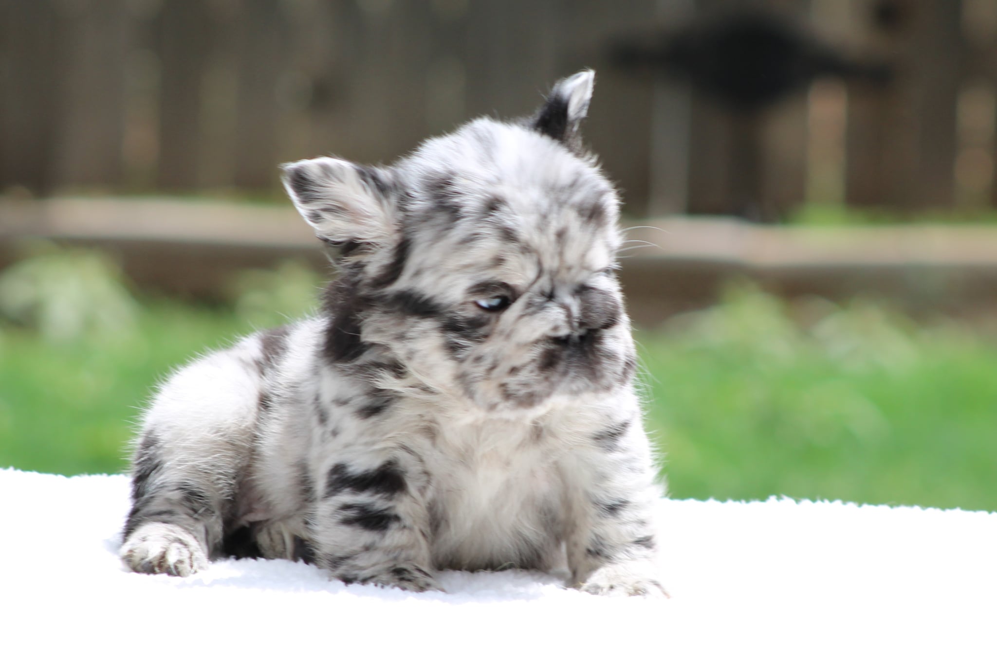 Merle Female, a French Bulldog puppy