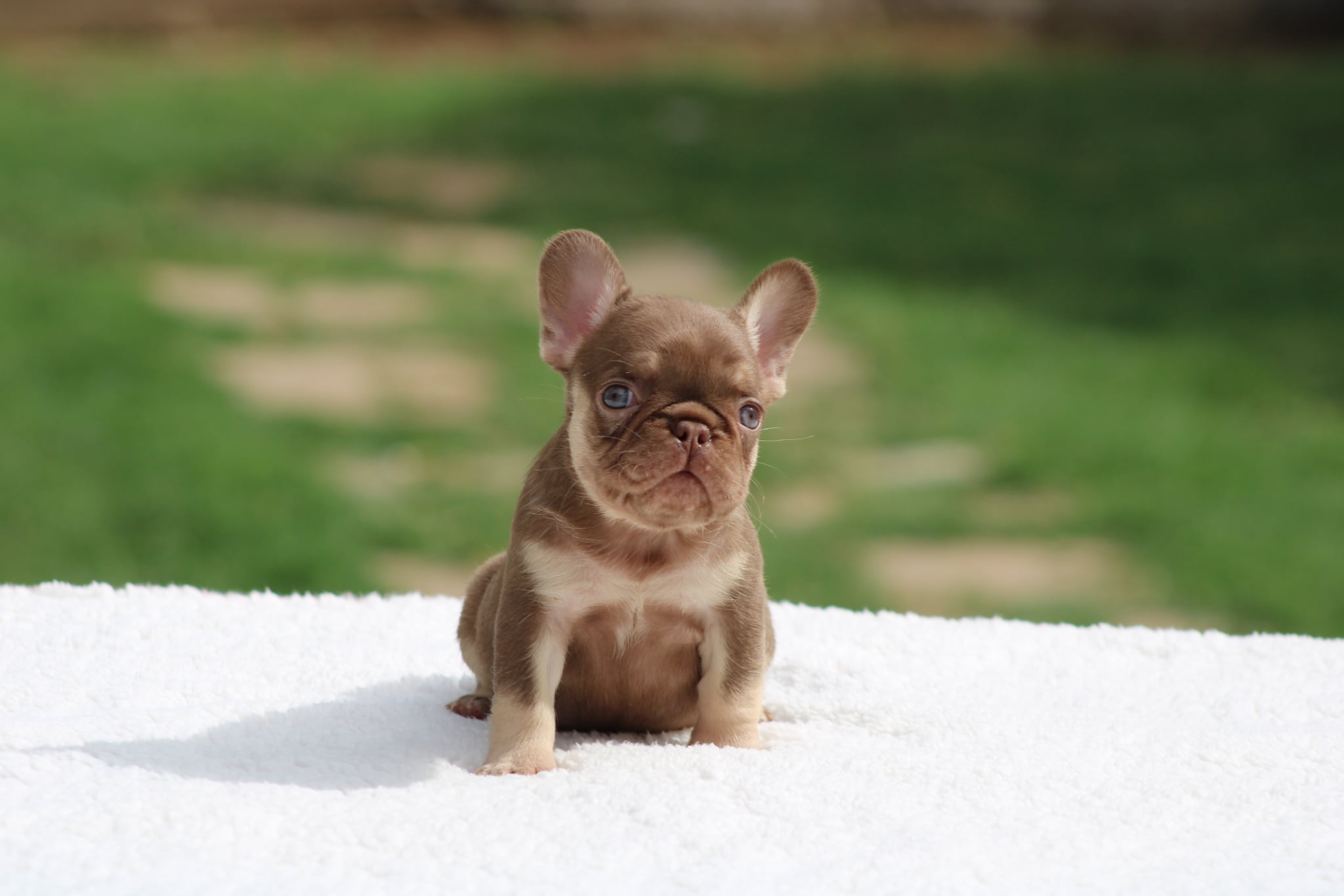 Rojo Female, a French Bulldog puppy