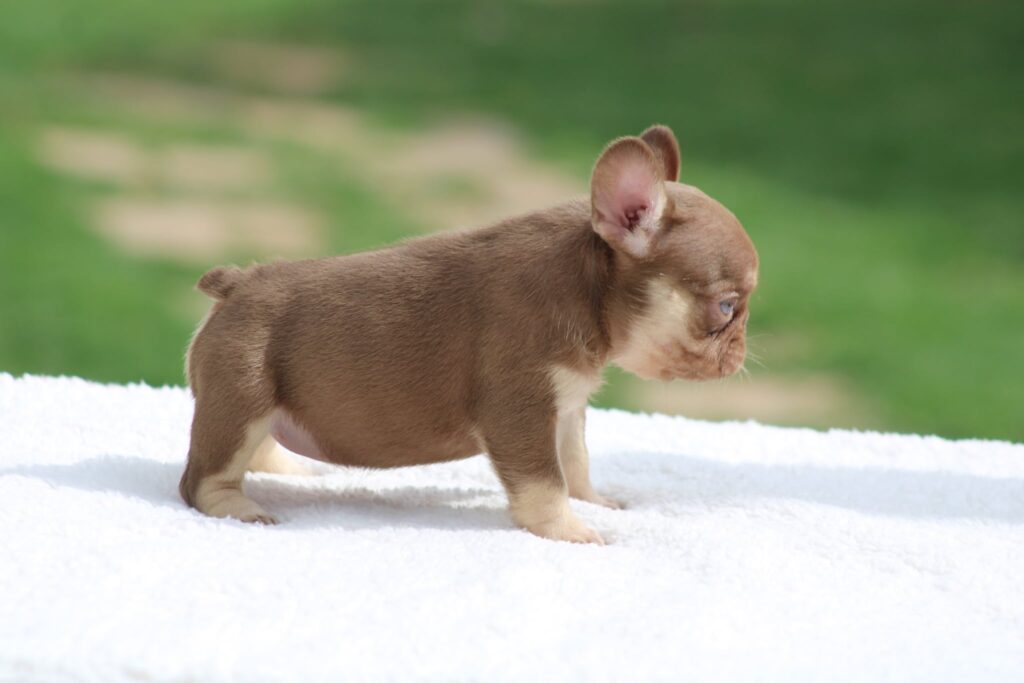 Rojo Female