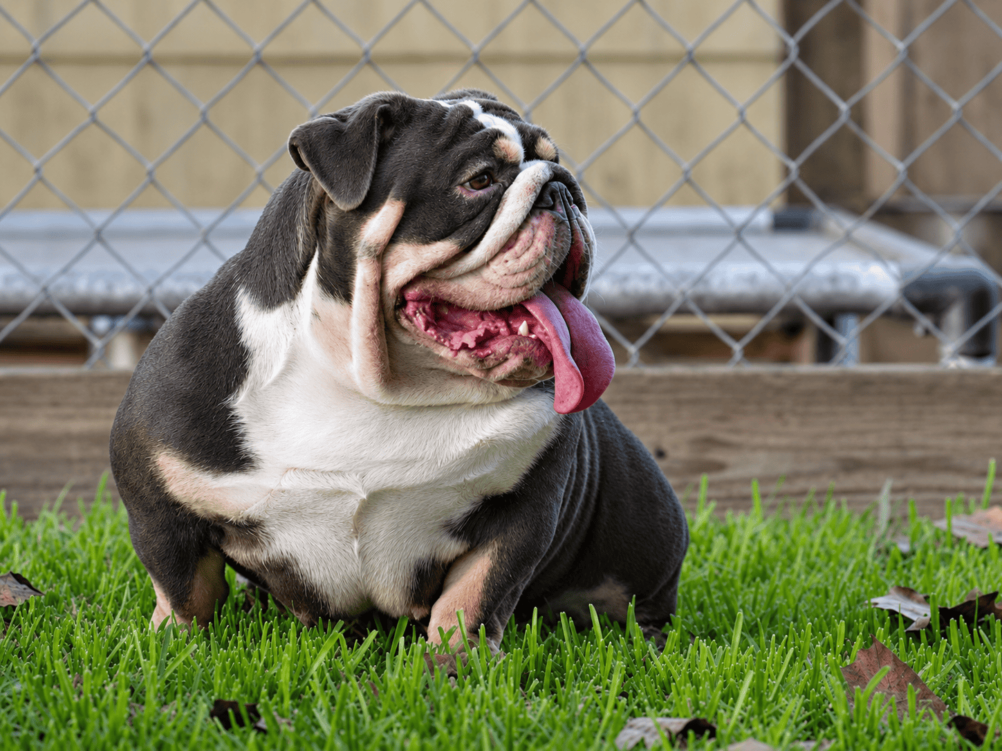 Main Bigfoot, a foundation dog at BigFoot Bulldogs