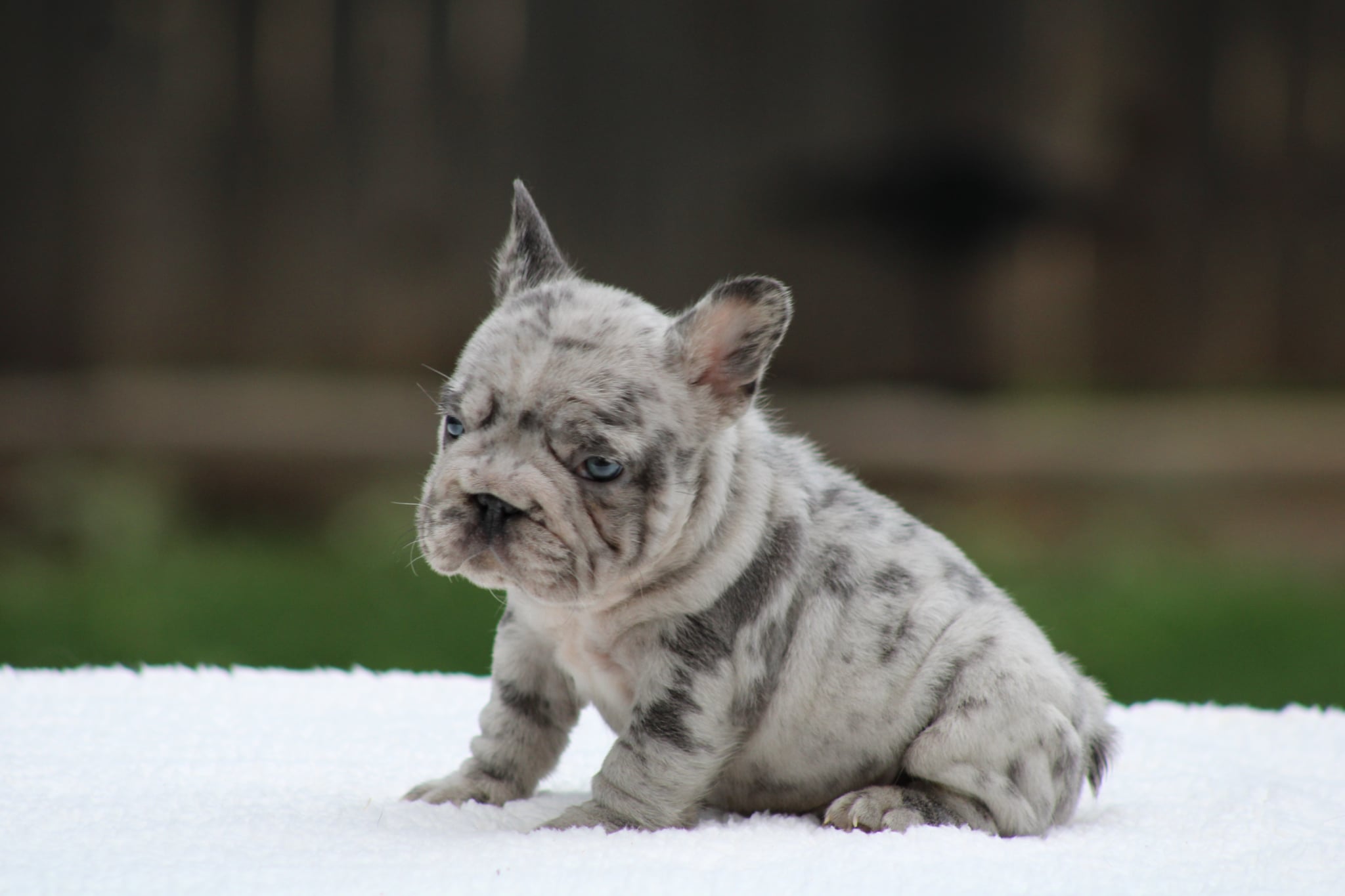 Merle Big Rope, a French Bulldog puppy