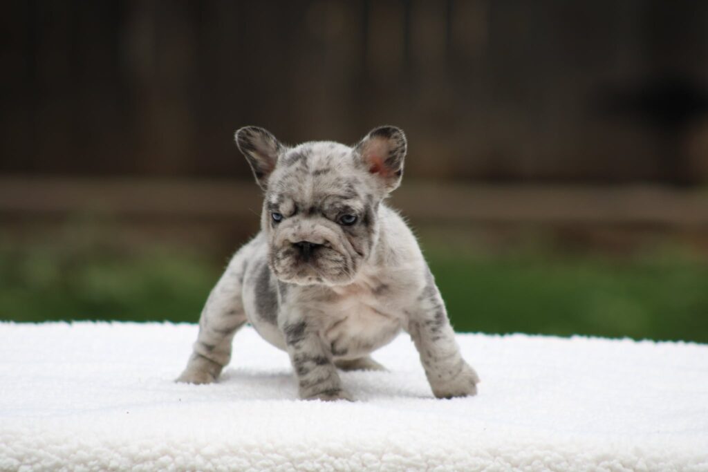 Merle Big Rope